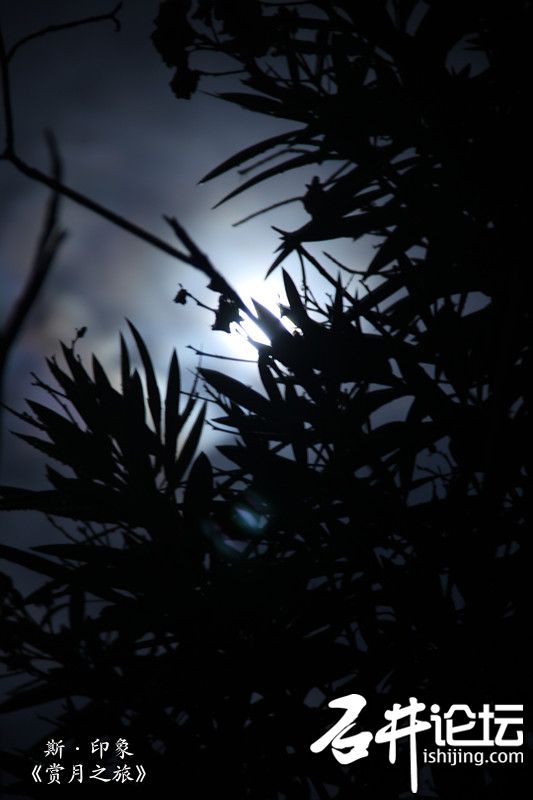 躲在树下欣赏月光，何尝不美.jpg