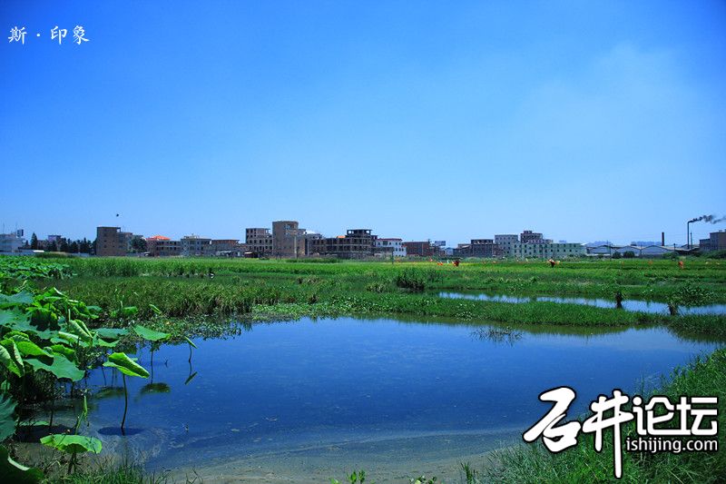荷花塘好风景.jpg