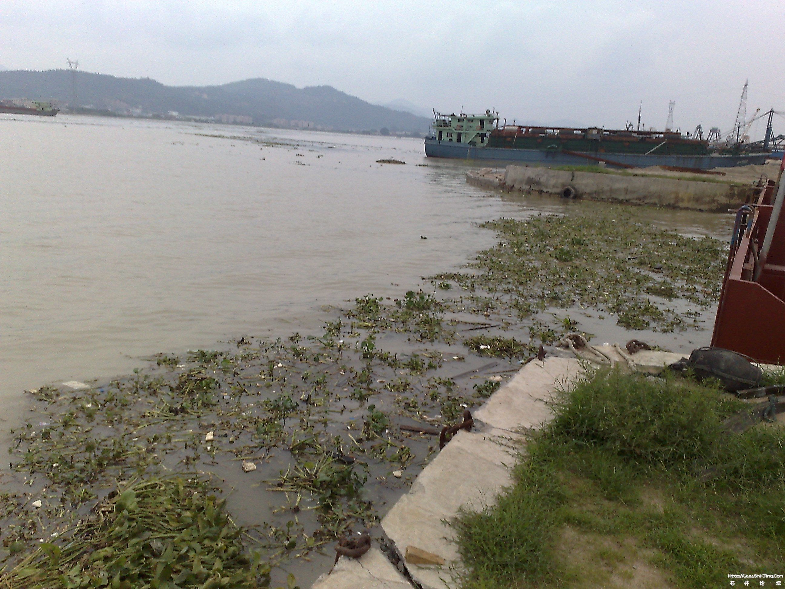污染的石码港.jpg
