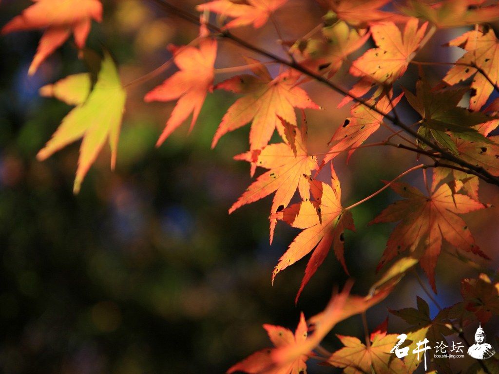 Japan_Rokkosan_autumn_scenery_1985.jpg